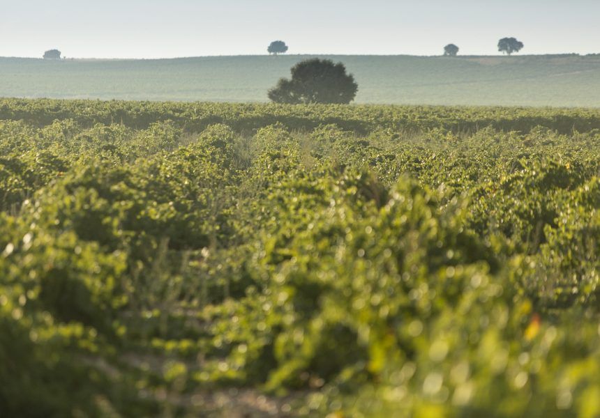 Bodega Cuatro Rayas (5)