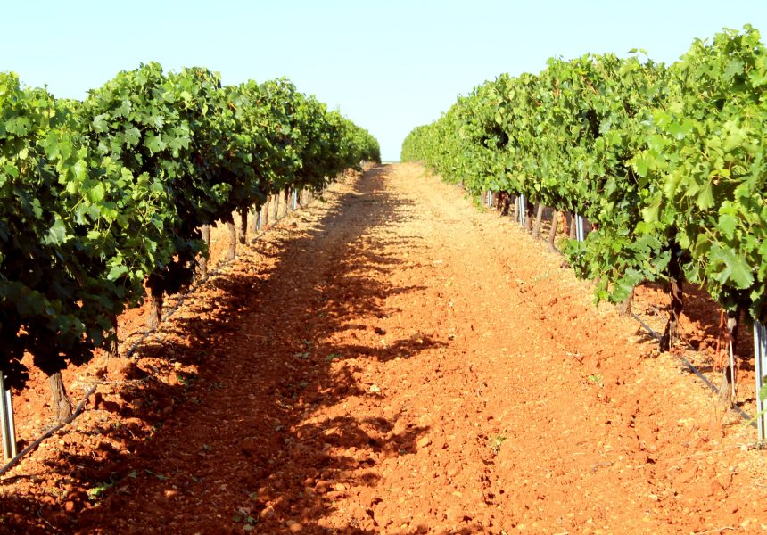 Viñedos en espaldera